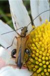 Oedemera podagrariae