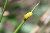 Cteniopus sulphureus