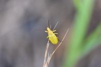 Cteniopus sulphureus