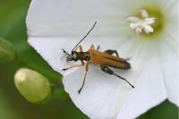 Oedemera podagrariae