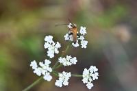 Oedemera podagrariae