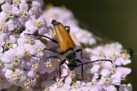 Stictoleptura fulva