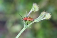 Rhagonycha fulva