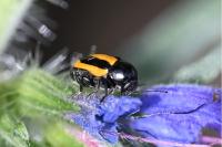 Cryptocephalus vittatus