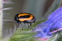 Cryptocephalus vittatus