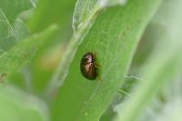 Chrysolina bankii