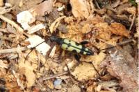 Rutpela maculata