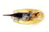 Tetartopeus rufonitidus