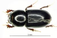Nialus varians