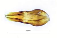 Nialus varians