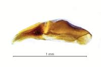 Nialus varians