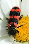 Trichodes alvearius