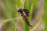 Amphimallon atrum