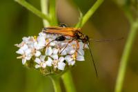 Oedemera podagrariae