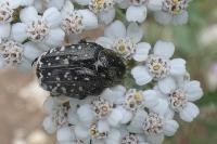 Oxythyrea funesta