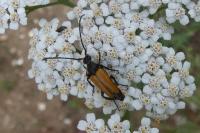 Stictoleptura fulva