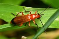 Rhagonycha fulva