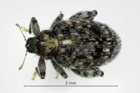 Orchestes pilosus