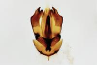Anobium inexspectatum