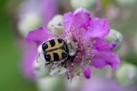 Trichius gallicus
