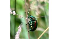 Chrysolina