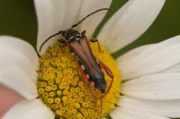 Stenopterus rufus