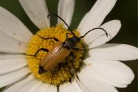Stictoleptura fulva