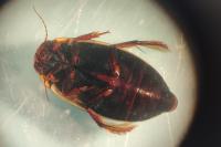 Colymbetes fuscus