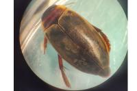 Colymbetes fuscus