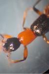 Paederus balcanicus