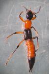 Paederus balcanicus