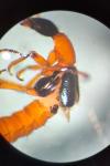 Paederus balcanicus