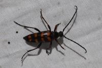 Leptura aurulenta