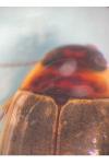 Colymbetes fuscus