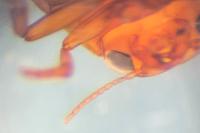 Hyphydrus ovatus