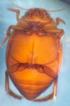 Hyphydrus ovatus