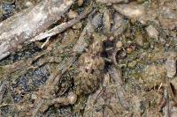 Elaphrus riparius