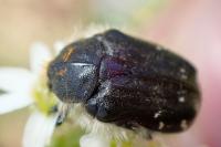 Tropinota squalida