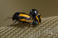 Cryptocephalus vittatus