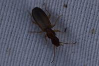 Paradromius linearis