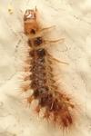 Drilus flavescens