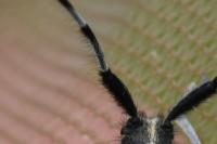 Agapanthia dahli