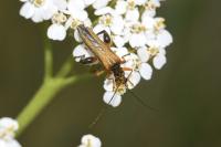 Oedemera podagrariae