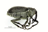 Ceutorhynchus obstrictus