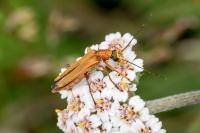 Oedemera podagrariae