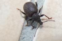 Otiorhynchus rugosostriatus