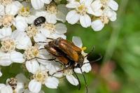 Pseudovadonia livida