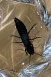 Ocypus olens