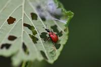 Apoderus coryli