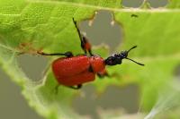 Apoderus coryli